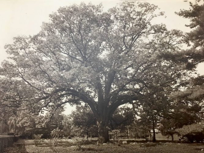 The Salem White Oak Seedling Planting Ceremony