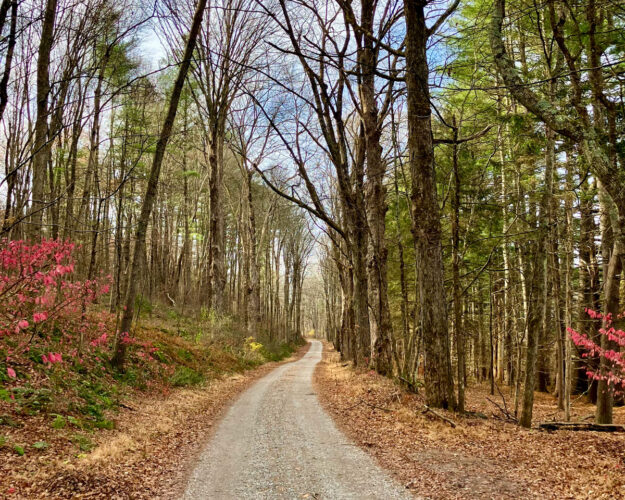 Cancelled: New Years Day Hike - January 1, 2026 at 10:30am, Walpack Center
